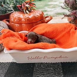 Maple - Brown and white female Aussiedoodle puppy in Tryon, North Carolina from Melrose Mountain Farm