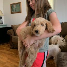 Goldendoodle Puppies from Goldendoodles of Vanhoy Farms