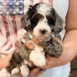 Gatsby - Blue merle male Bernedoodle puppy in Dundee, Ohio from Down Home Doodle