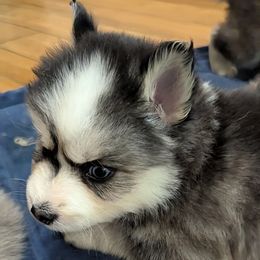 JxD boy 2 - Black and white male Pomsky puppy in Charlotte, Michigan from Moore Pomskies