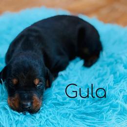 GULA - Black and rust male Doberman Pinscher puppy in Lebanon, Ohio from Lady Mae Bassets & Doberman