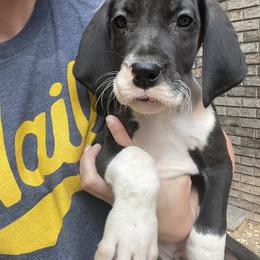 Great Dane Puppies from Starlight Danes