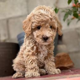 Butter - Apricot male Maltipoo puppy in San Diego, California from Maltipoos SD