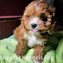 Fog - Red male Cavapoo puppy in Maple Grove, Minnesota from Honey Bit Kennels