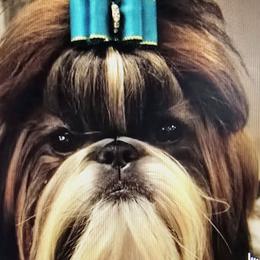 Fiona - Shih Tzu