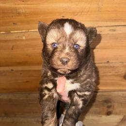 Boy 3 - Brown and white male Siberian Husky puppy in Iron River, Wisconsin from Wiemeri Siberians