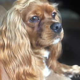Cavalier King Charles Spaniels from Rebecca's Spaniels