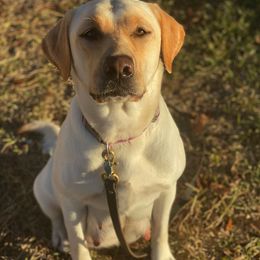 Labrador Retriever All Grown Up from Lone Star Texas Retrievers