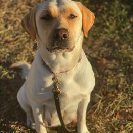 Labrador Retriever All Grown Up from Lone Star Texas Retrievers