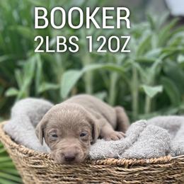 Booker - Silver male Dilute Retriever puppy in Puyallup, Washington from 12 Door Farm Labradors