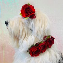 Old English Sheepdogs from Blue Sky’s Old English Sheepdogs