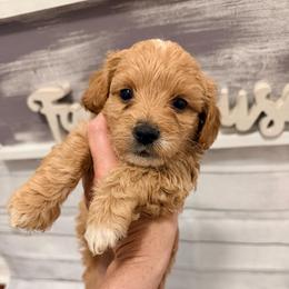 Grumpy - Red  male Goldendoodle puppy in Bradenton, Florida from Christianna’s Mini Goldendoodles