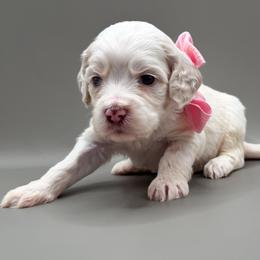 Poppy - Buff and white female Cockapoo puppy in Claremont, North Carolina from Magnolia Grove Farms