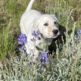 English Setter Puppies from Steens Mountain Setters