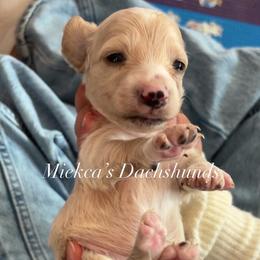 Green collar - Cream male Dachshund puppy in Orem, Utah from Miekca’s Dachshunds