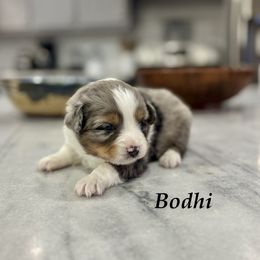 Bodhi - Blue merle male Toy Australian Shepherd puppy in Russellville, Arkansas from Rockin H Aussies