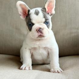 Green boy - Blue male French Bulldog puppy in Jefferson City, Missouri from Central Frenchie Haven