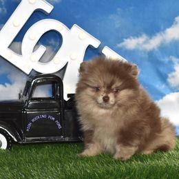 Boy 3 - Chocolate merle Pomeranian puppy in Fort Jones, California from High Rocking Pom Poms