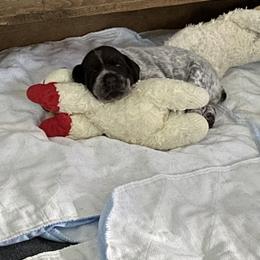 German Shorthaired Pointer Puppies from Twin Gabels GSPs