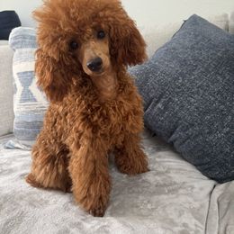 Poodle puppies from Anna's Puppy Tales