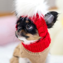 Mini Merlot 7,500 - 3.lb full grown - Black and tan male Chihuahua puppy in Jacksonville, Florida from Petits Chihuahuas