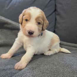 Blaze (Blue) - Parti male Labradoodle puppy in Plainfield, New Jersey from Caris Paws Poodles and Labradoodles