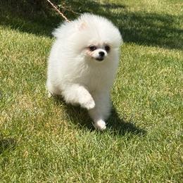 Icee - White female Pomeranian puppy in Lehi, Utah from Candy Shop Poms