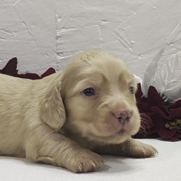 Boy 1 - Cream male Dachshund puppy in Mt. Sterling, Illinois from Doxie Do's