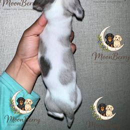 Rain Blue-Tan Dapple Pie - Dapple female Dachshund puppy in Tecumseh, Oklahoma from MoonBerry Miniature Dachshunds