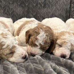 Poodle Puppies from Poodles of New England