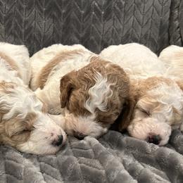 Poodle Puppies from Poodles of New England