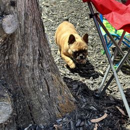 French Bulldog Puppies from Tribe of Judah Kennel