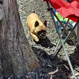French Bulldog Puppies from Tribe of Judah Kennel