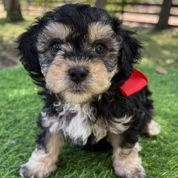 Red Collar - Sable male Goldendoodle puppy in Waterford, California from Windy Hill Doodles