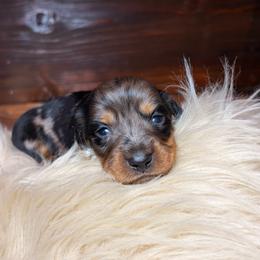 Sparrow - Dapple male Dachshund puppy in Washburn, Tennessee from Clinch Mountain Dachshunds