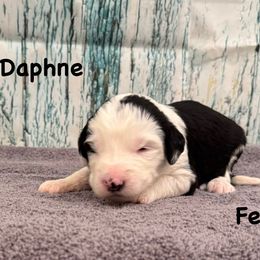 Daphne - Black and white female Sheepadoodle puppy in Taber, Idaho from Son of a Poodle Sheepadoodles