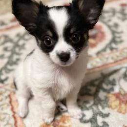 Chase - Black and white male Chihuahua puppy in Amity, Pennsylvania from Rhoda and Verna