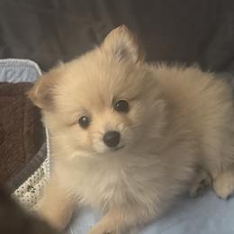 Companion Cross Puppies from 🐾 Alexander’s Little Angels 🐾