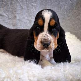 Earl - Mahogany and white male Basset Hound puppy in Mack's Creek, Missouri from Mack's Creek Basset Hounds