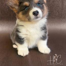 American Corgi and Pembroke Welsh Corgi Puppies from High Cotton Corgis