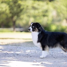 Fez - Miniature American Shepherd