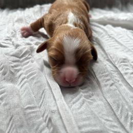 Pecan - Apricot female Cavapoo puppy in Bloomfield, New York from Campbell Cavapoos