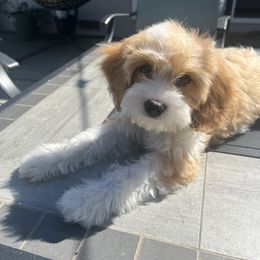 Cavapoo, Cockapoo, Goldendoodle, and Poodle Puppies from Lipscomb Doodles