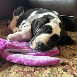 Great Dane Puppies from Sand Mountain Danes LLC