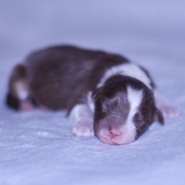 Ember - Red tri-color female Australian Shepherd puppy in Easton, Missouri from MMA Kennel