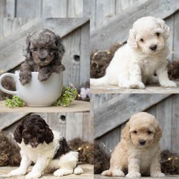 Cockapoo puppies from Sweet Home Doodles