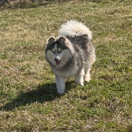 Vin - Black and white Pomsky puppy in Bucyrus, Missouri from Hill Top Pomskies