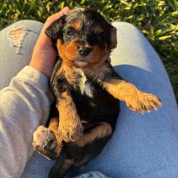 Pics - Tri-color female Cavapoo puppy in Picayune, Mississippi from JEN's Poodles