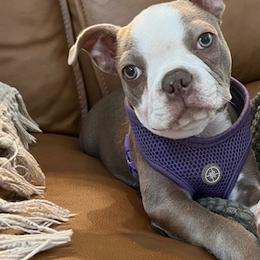 Olive Martini - Boston Terrier