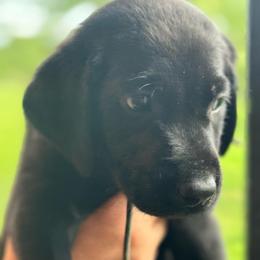 Army Green - Black male Labrador Retriever puppy in Winchester, Kentucky from Bourbon Country Retrievers
